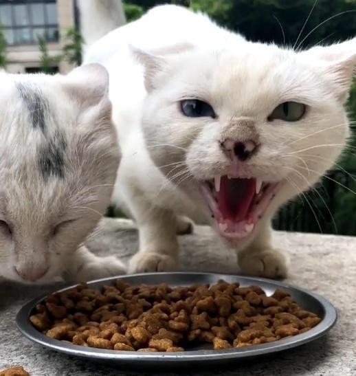 流浪猫见多了但这只很特别猫：我不是要饭的我来打劫