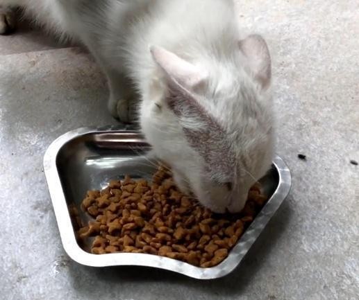 流浪猫见多了但这只很特别猫：我不是要饭的我来打劫