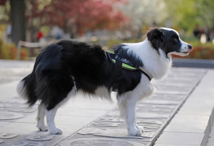 养大型犬就是害人害已吗？看完这个再说也不迟