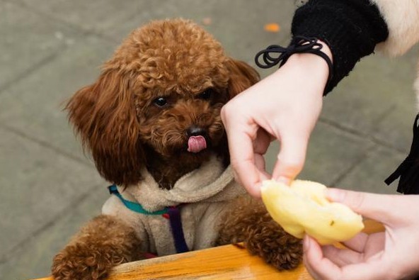 泰迪犬除了吃狗粮也不要忘记喂这些蔬果类