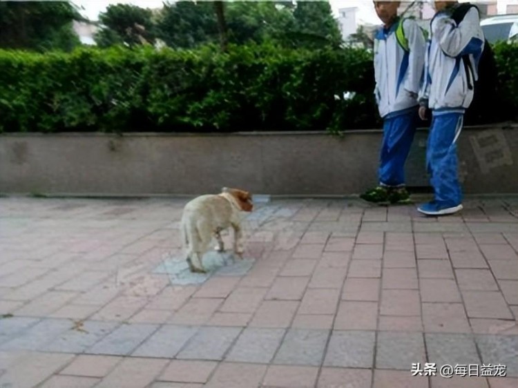 流浪狗拦着路人不让走只为乞讨点食物得知原因后心疼哭了