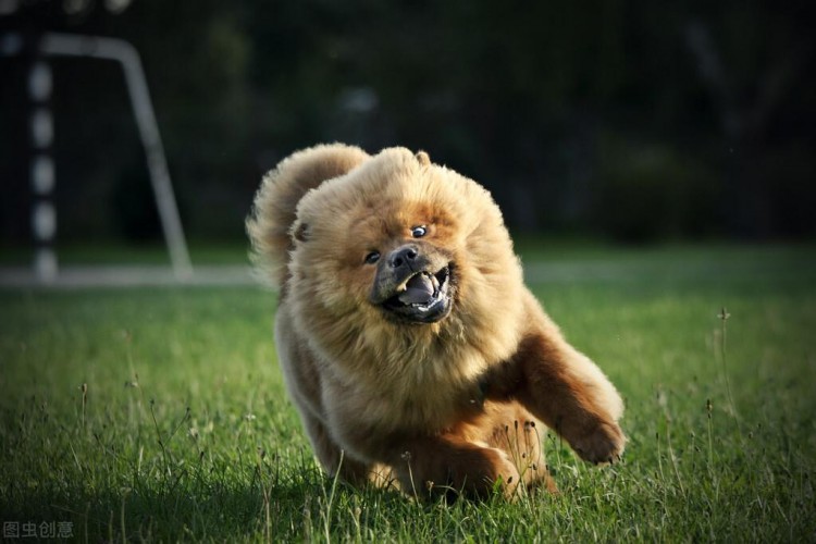 这7种狗狗就没有当警犬的天分