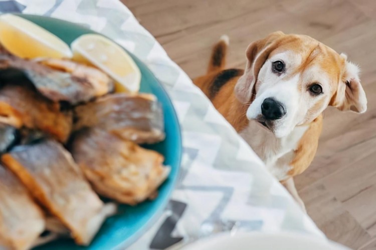 这7种狗狗就没有当警犬的天分