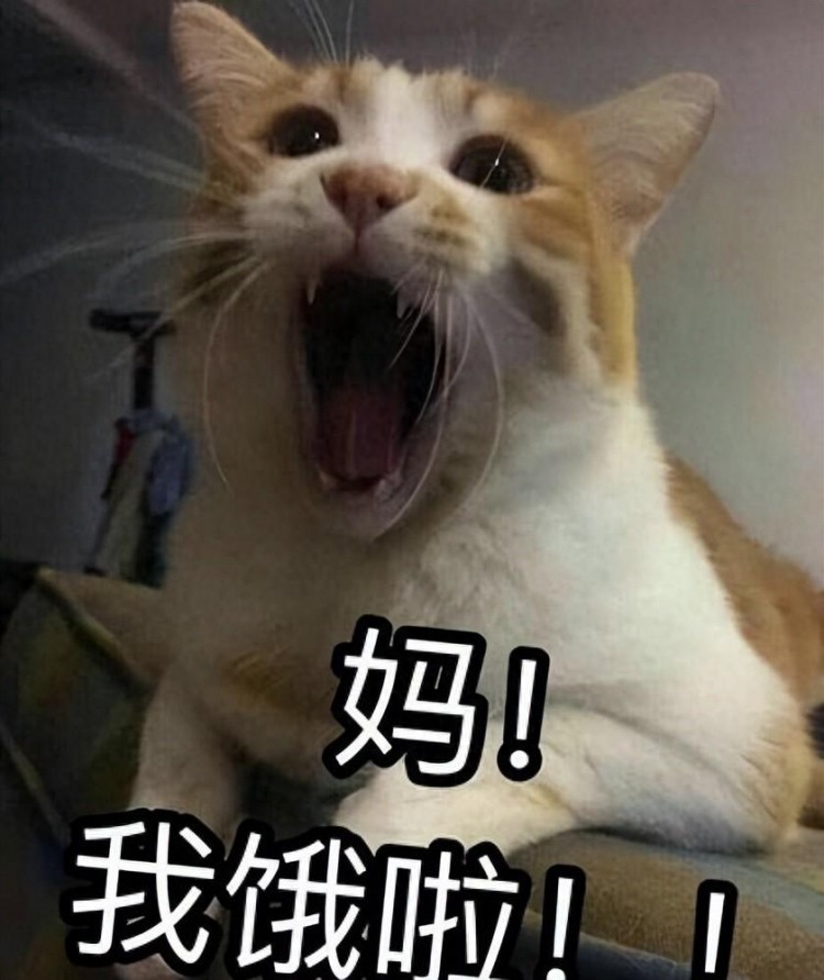 揭秘！挑选猫粮的技巧快收藏！