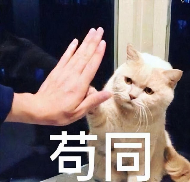 猫咪用爪子“扒”你，除了讨吃，还有很多含义！