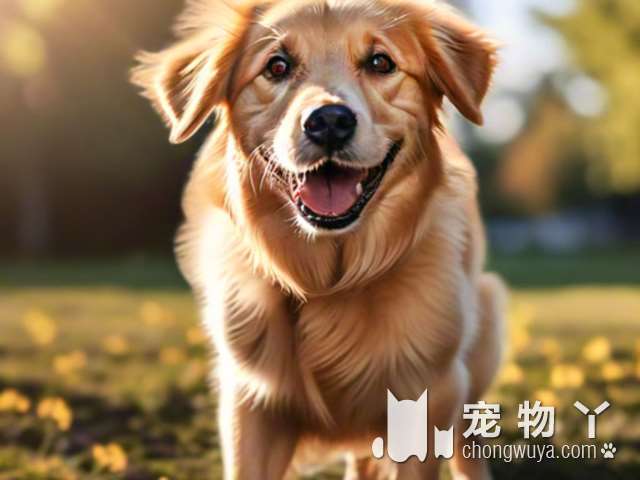 最小的犬宠物是哪种？